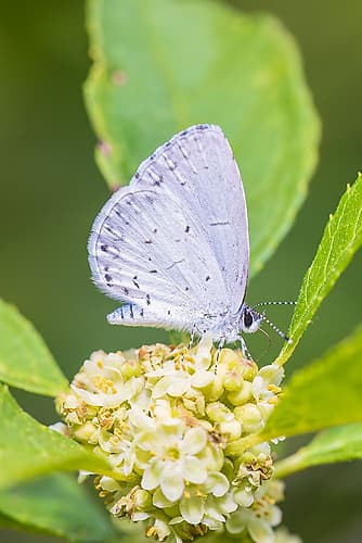 Spring azure on winterberry bloom, Marion County, Illinois. Art Print
